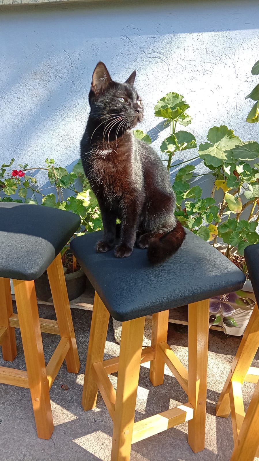 Banquetas Otto